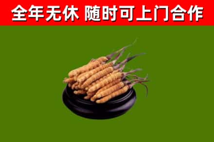 拜泉烟酒回收冬虫夏草.jpg